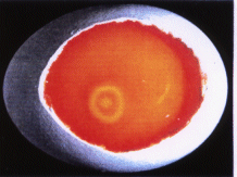 Embryo nach zwlf Stunden Bebrtung