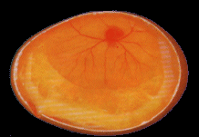 Embryo nach sechs Tagen Bebrtung